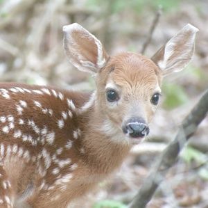 Meet your Posher, Marjorie